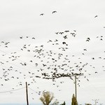 Sceny jak z Hitchcocka. Papugi terroryzują miasto