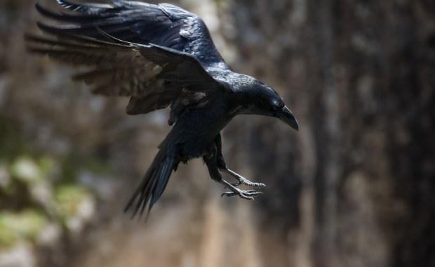 Sceny jak z Hitchcocka. Ptaki atakują w węgierskich miastach