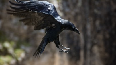 Sceny jak z Hitchcocka. Ptaki atakują w węgierskich miastach