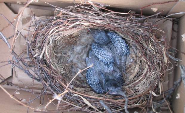 Sceny jak z Hitchcocka. Wrona terroryzowała przedszkolaków