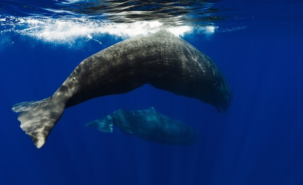 Sceny jak z "Moby Dicka". Naukowcy potwierdzili taktykę kaszalotów