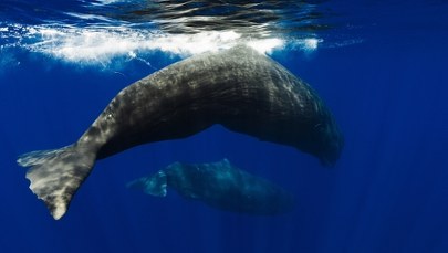 Sceny jak z "Moby Dicka". Naukowcy potwierdzili taktykę kaszalotów