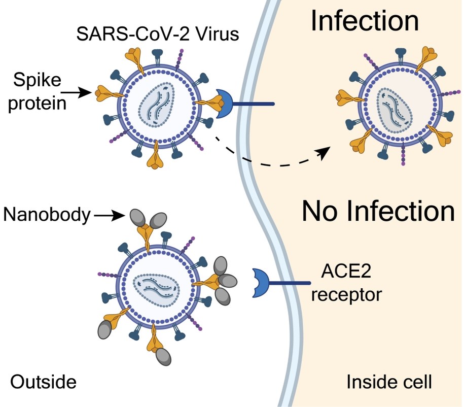 Schemat działania nanoprzeciwciał /Brody lab, NIH/NINDS /Materiały prasowe