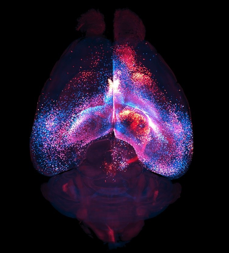 Schemat połączeń astrocytów w mózgu myszy /Nature. 2026. doi:10.1038/s41586-026-10426-6.