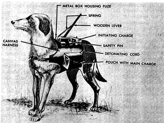 Schemat przedstawiający konstrukcję zapalnika i ładunku wybuchowego na grzbiecie psa /materiały prasowe