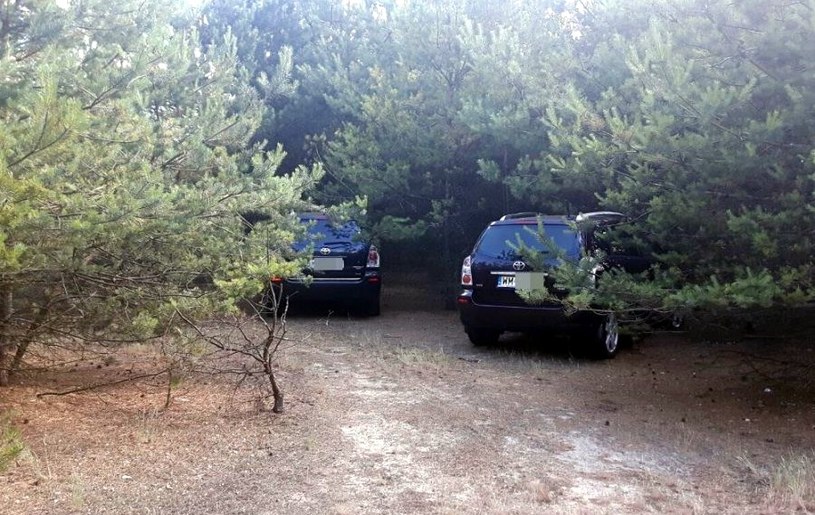 Schowane w lesie Toyoty Corolle Verso /Informacja prasowa