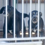 Schroniska dla zwierząt w rękach prywatnego biznesu. Tak gminy pozbywają się problemu? 