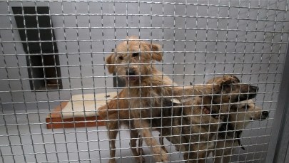 Schroniska przepełnione. Co czwarte zwierzę ginie
