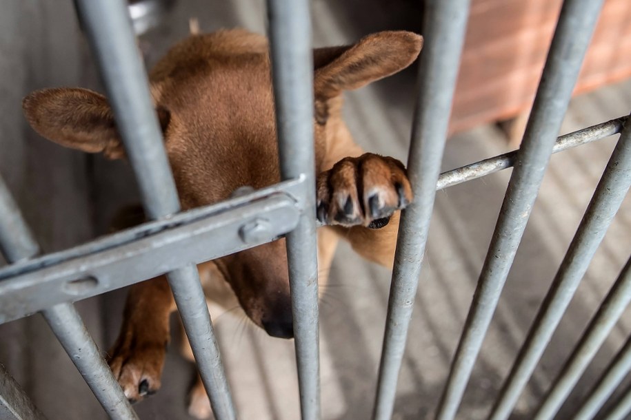 ​Idą mrozy. Schronisko prosi o tymczasowe adopcje psów