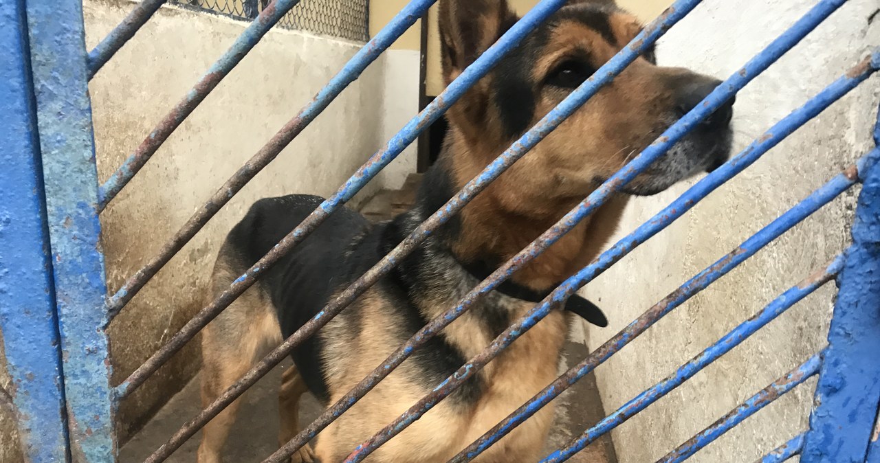 Schronisko dla zwierząt w Dyminach potrzebuje rozbudowy:  Mamy po kilka psów w boksach