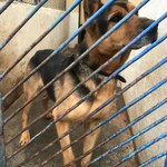 Schronisko dla zwierząt w Dyminach potrzebuje rozbudowy: Mamy po kilka psów w boksach