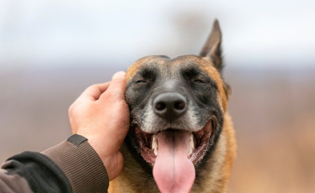 Schronisko pęka w szwach. Potrzebna pomoc