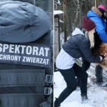 Schronisko w Sobolewie opustoszało. Co się stało z 146 psami?