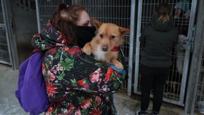 Schronisko w Sobolewie pod lupą NIK. Rzecznik zapowiada kontrolę