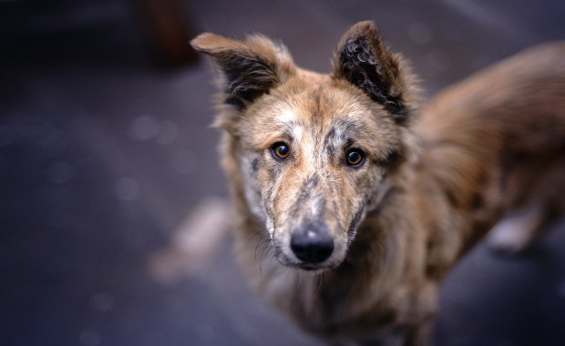 Schronisko zbiera pieniądze na klatkę-łapkę