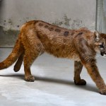 Schwytana puma nie zostanie w zoo. Kierownik ujawnił nowe fakty