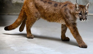 Schwytana puma nie zostanie w zoo. Kierownik ujawnił nowe fakty