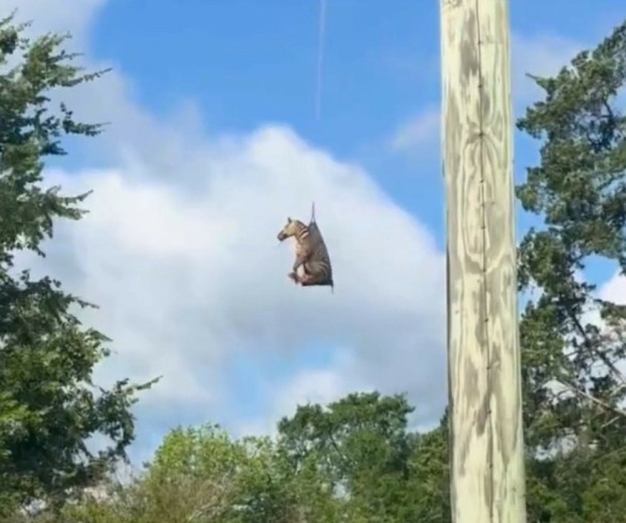 Schwytana zebra Ed podczas transportu śmigłowcem /Cover Images /East News