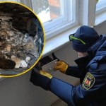 Ściana wydawała dziwne odgłosy. Niecodzienne znalezisko w szkole