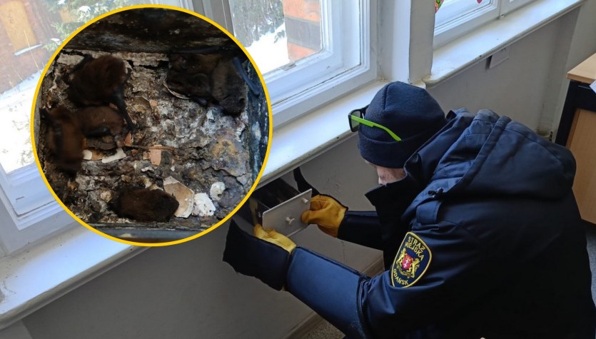 Ściana wydawała dziwne odgłosy. Niecodzienne znalezisko w szkole