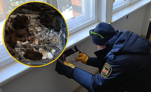 Ściana wydawała dziwne odgłosy. Niecodzienne znalezisko w szkole