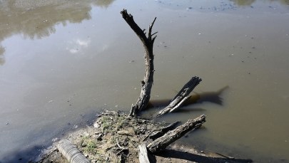 Ścieki w Wiśle dopłynęły w okolice Tczewa