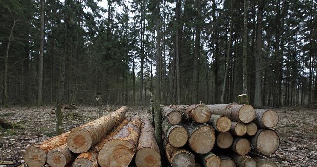 Ścięte drzewa w Puszczy Białowieskiej /PAP