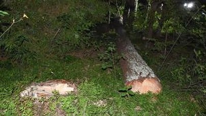 ​Ścięte drzewo spadło na mężczyznę. Zginął na miejscu