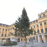 Ścięto 100-letnią choinkę. Żywić się nią będą tahry