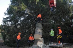 Ścięto świerk dla papieża. To właśnie to drzewko stanie w Watykanie 