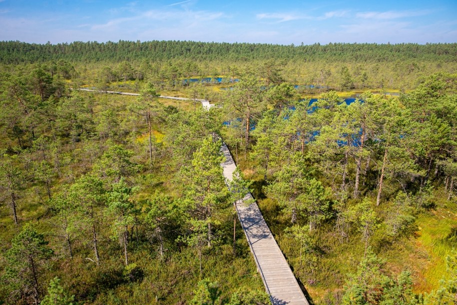 Ścieżka przez las Lahemaa /Shutterstock