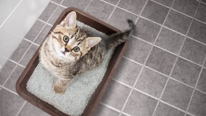 Ścinki papieru potrzebne w schronisku. Skorzystają z nich koty 