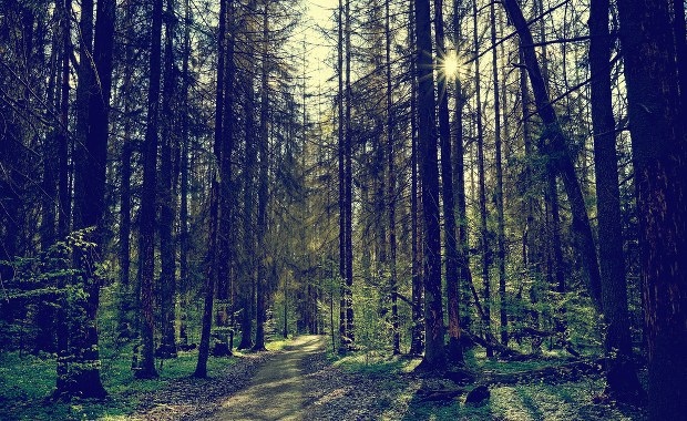 Ściółka jak kartka papieru. W lasach znowu jest sucho