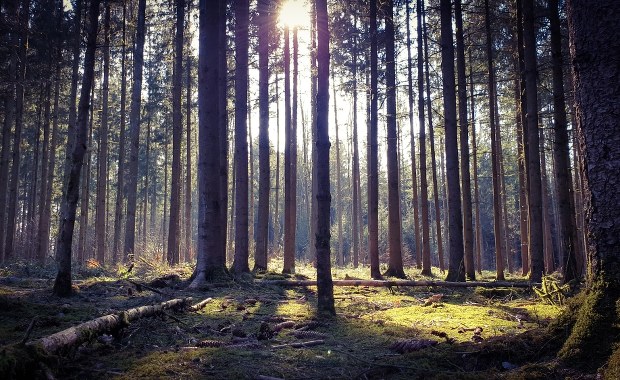 Ściółka sucha jak kartka papieru 