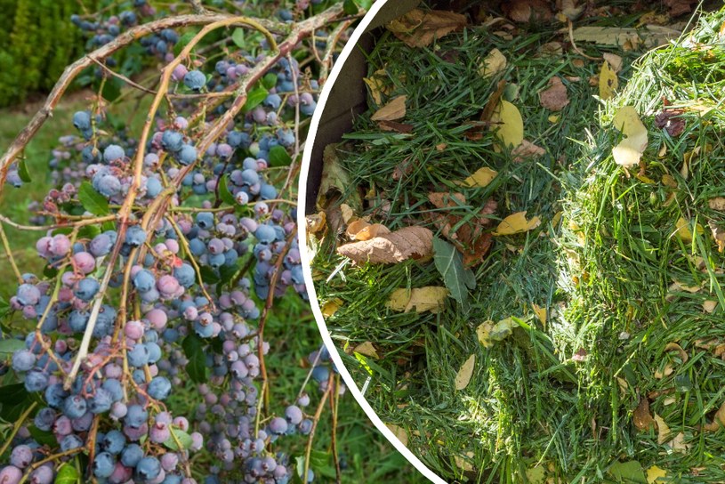 Ściółkowanie borówki skoszoną trawą może przyczynić się do bujnego owocowania krzewu / Arkadiusz Ziolek /East News