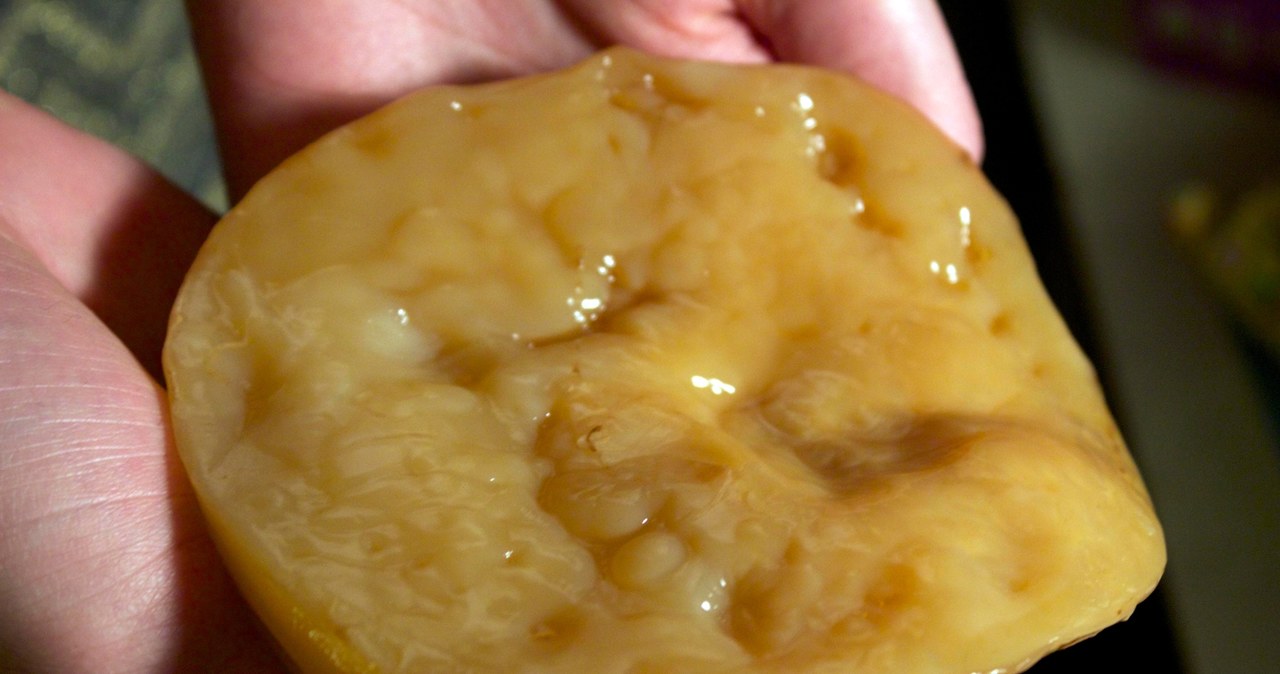 SCOBY (симбіотичні культури бактерій та дріжджів) - желейний диск для приготування комбучі /Domena publiczna