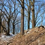 Sędziwe dęby zyskały nowe życie. Finał prac w rezerwacie "Lisia Góra"