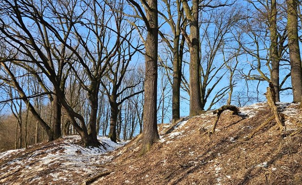 Sędziwe dęby zyskały nowe życie. Finał prac w rezerwacie "Lisia Góra"