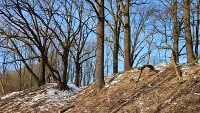 Sędziwe dęby zyskały nowe życie. Finał prac w rezerwacie "Lisia Góra"