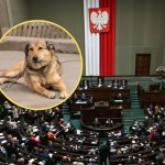 Sejm uchwalił ustawę łańcuchową. Co zakłada? 