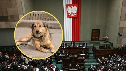 Sejm uchwalił ustawę łańcuchową. Co zakłada? 