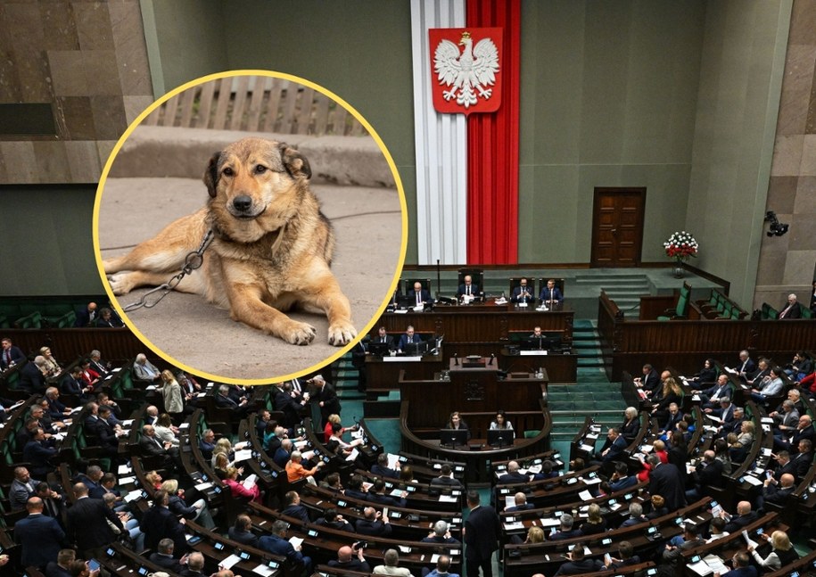 Sejm uchwalił ustawę łańcuchową /Radek Pietruszka /PAP