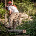 Sejm za zniesieniem ograniczeń w wycince drzew na własnej działce
