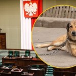 Sejm zdecydował ws. weta prezydenta do ustawy łańcuchowej