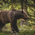 Sejm zgodził się na strzelanie gumowymi kulami do żubrów i niedźwiedzi