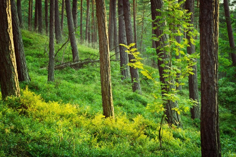 Sejmowe komisje za odrzuceniem poselskiego projektu ws. zamiany gruntów leśnych /123RF/PICSEL
