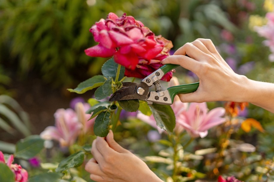Sekret róż – ekspert zdradza, jak i kiedy przycinać jesienią! /Shutterstock