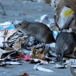 Sekretna broń na szczury. To antykoncepcja z chińskiej rośliny