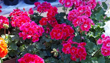 Sekretne triki na kaskady pelargonii. Zamień balkon w rajski ogród