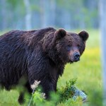 Sekretne życie polskich niedźwiedzi. Przyrodnicy walczą o każdego z nich